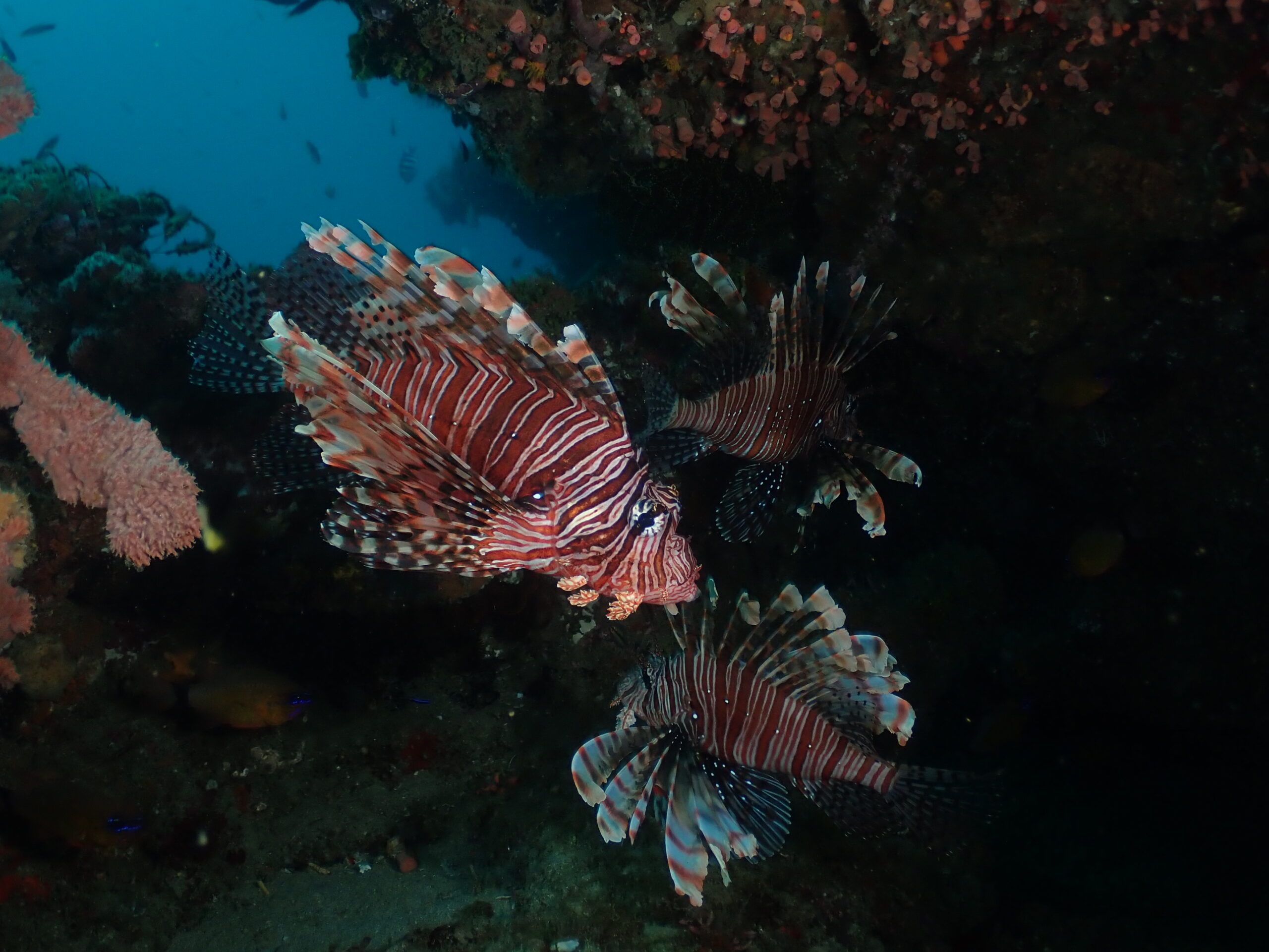 透過水下影像紀錄呈現生態調查過程與觀察成果,作為生態狀況說明與專案成果溝通之應用素材。Underwater imagery documenting ecological survey observations, used to support the explanation and communication of survey results and ecological conditions.